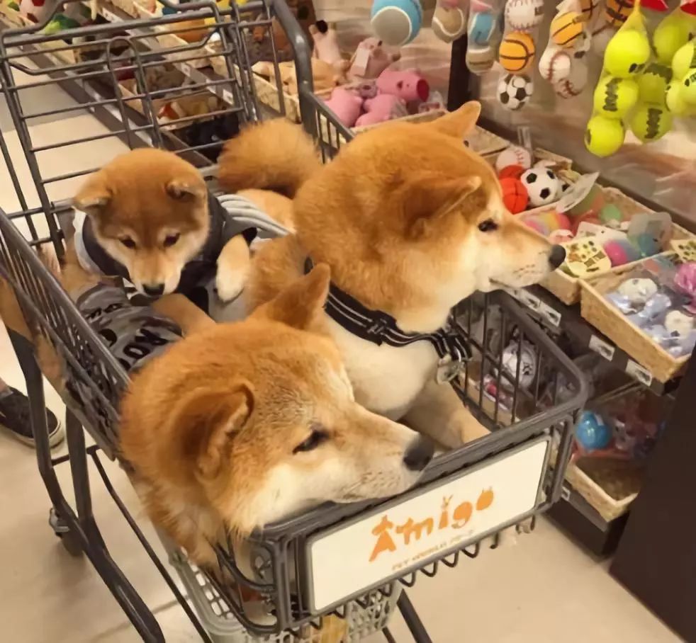 三只柴犬凑一块,本以为是幸福的一家三口,竟是