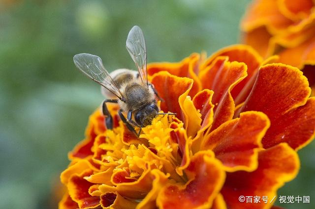 蜜蜂春繁什么时候开始？ 蜜蜂春繁什么时候开始育王