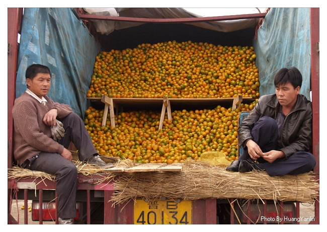 广西果农不易!柑橘大量滞销,两毛五一斤卖不动,堆积路边成垃圾