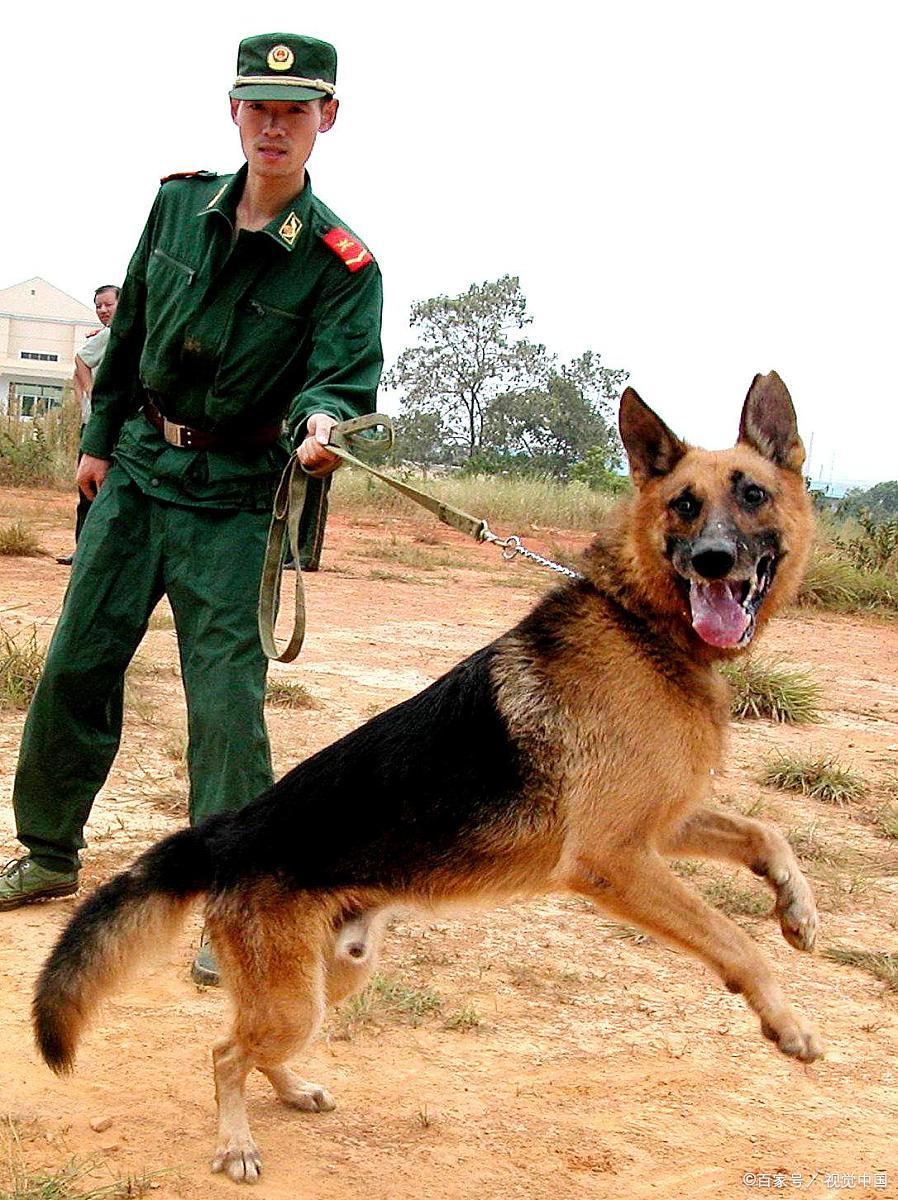 士兵和军犬背景图片图片