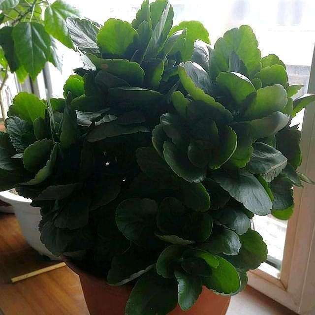 长寿花发生黑腐病怎么办?教你"4招"小技巧,叶片绿,开花旺!