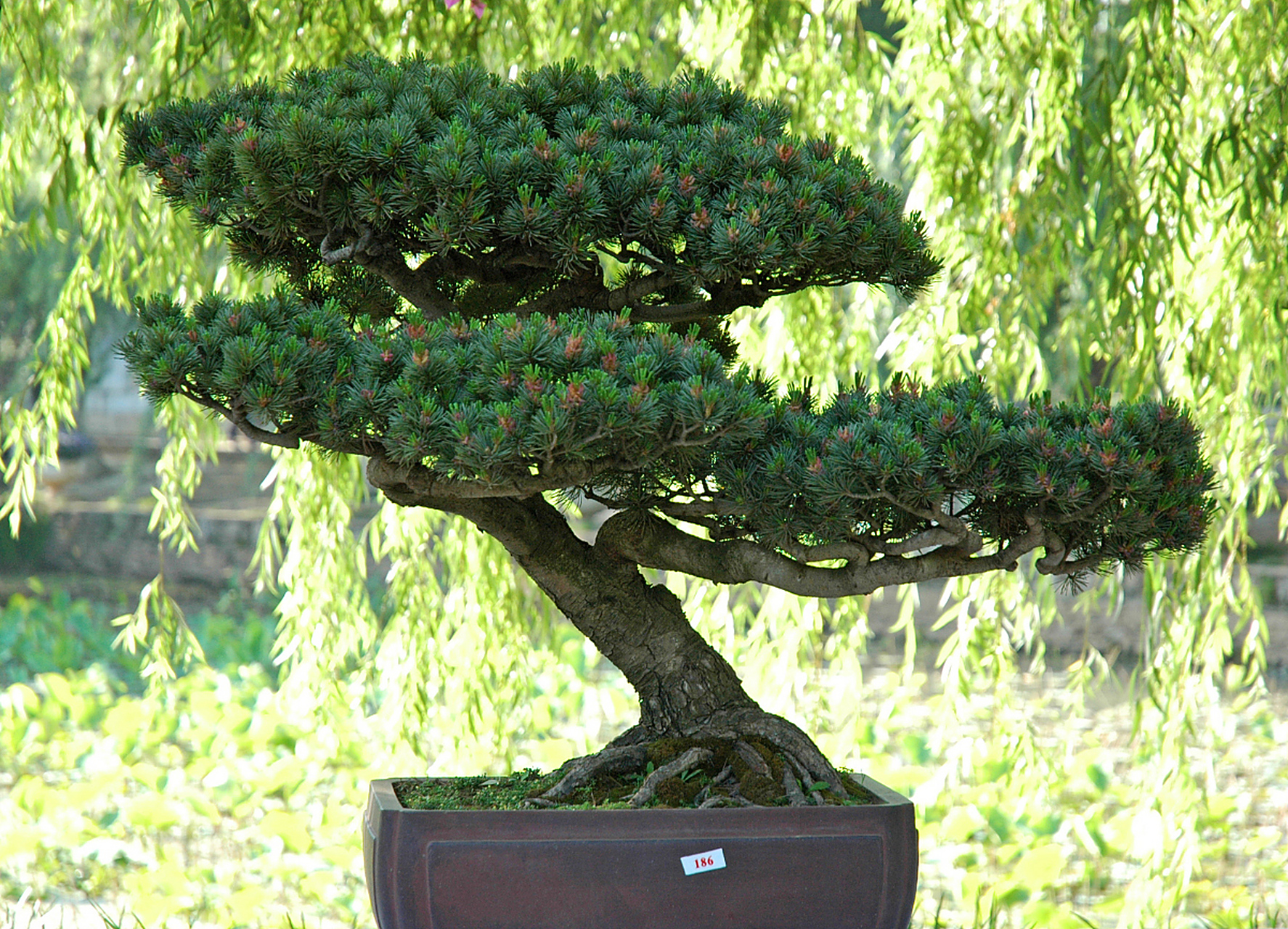 广东广州一男子投资失败后,将自家别墅中的两棵品相