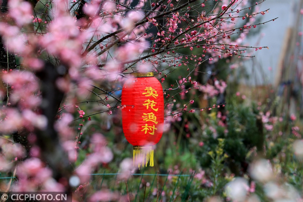 2019年2月22日在安徽省黄山市歙县卖花渔村拍摄的梅花.