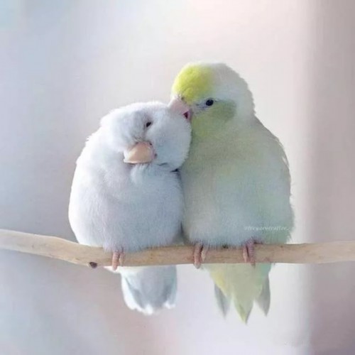 情侣鹦鹉的浪漫写真照 小两口亲昵画面超甜