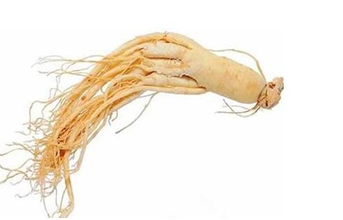 海萃人参是什么?海萃人参怎么吃效果好?