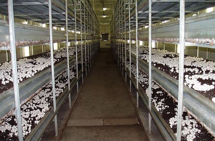 小型的菇棚可以用闲置的蔬菜小棚,废弃的房屋等都可以进行改造作为菇