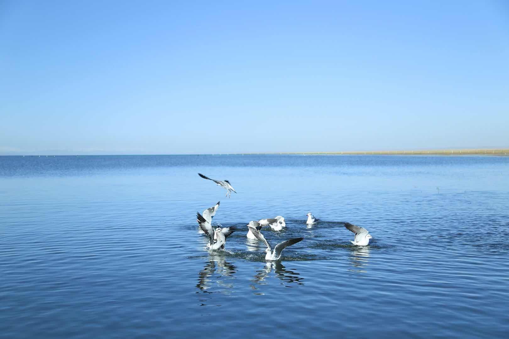 青海湖仙女湾景区图片