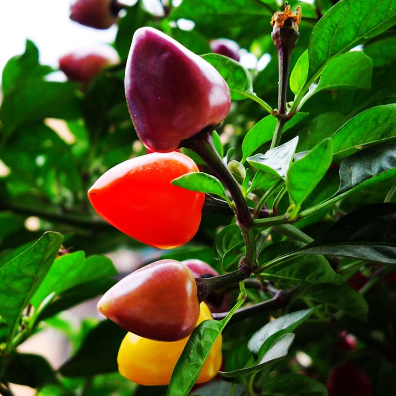 切泡椒机器 - 2020年最新商品信息聚合专区 - 百度爱采购