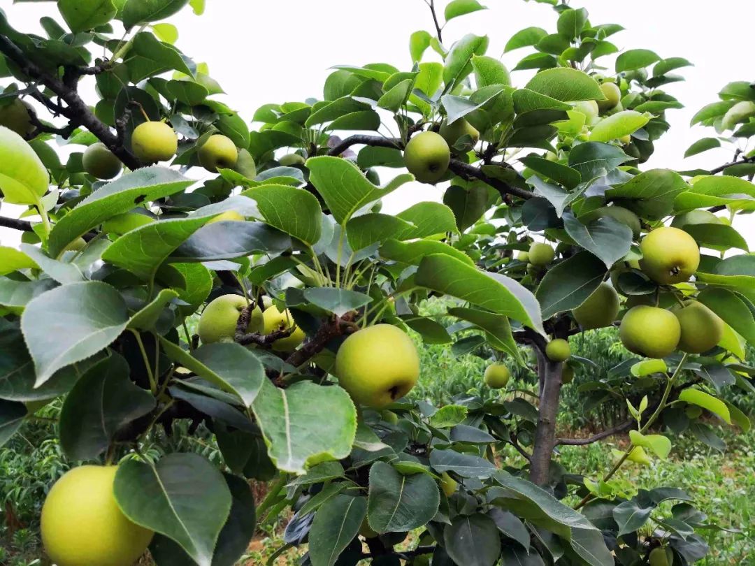 水果- 热门商品专区