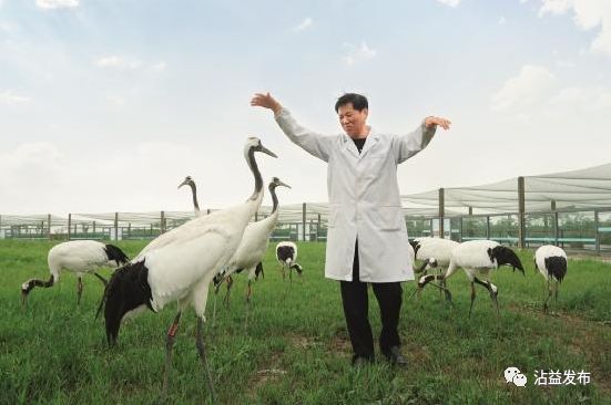 "鹤爸"吕士成:海边守鹤35年