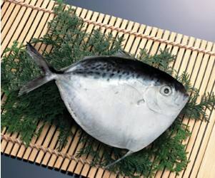 不知道你吃没吃过刀鲳鱼这种小海鲜呢?