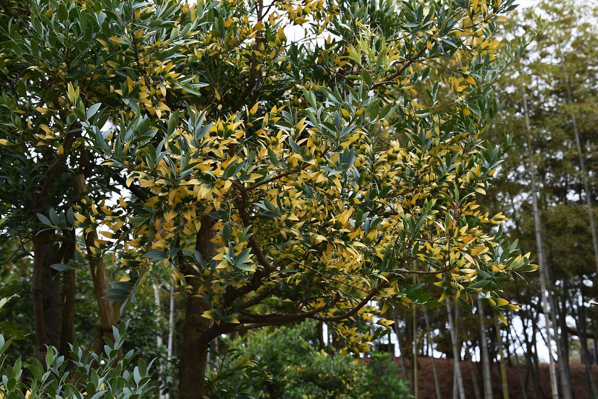 银桂是一种亚热带地区的植物,花朵颜色因环境,品种和生长条件的不同而