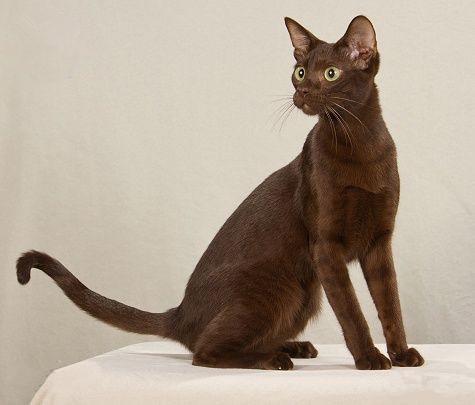 萌萌可爱猫咪之哈瓦那棕猫:喵喵?哈喽