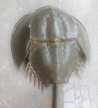 男子海边散步发现怪异"尸蟞",捡起来后手开始流血不止!