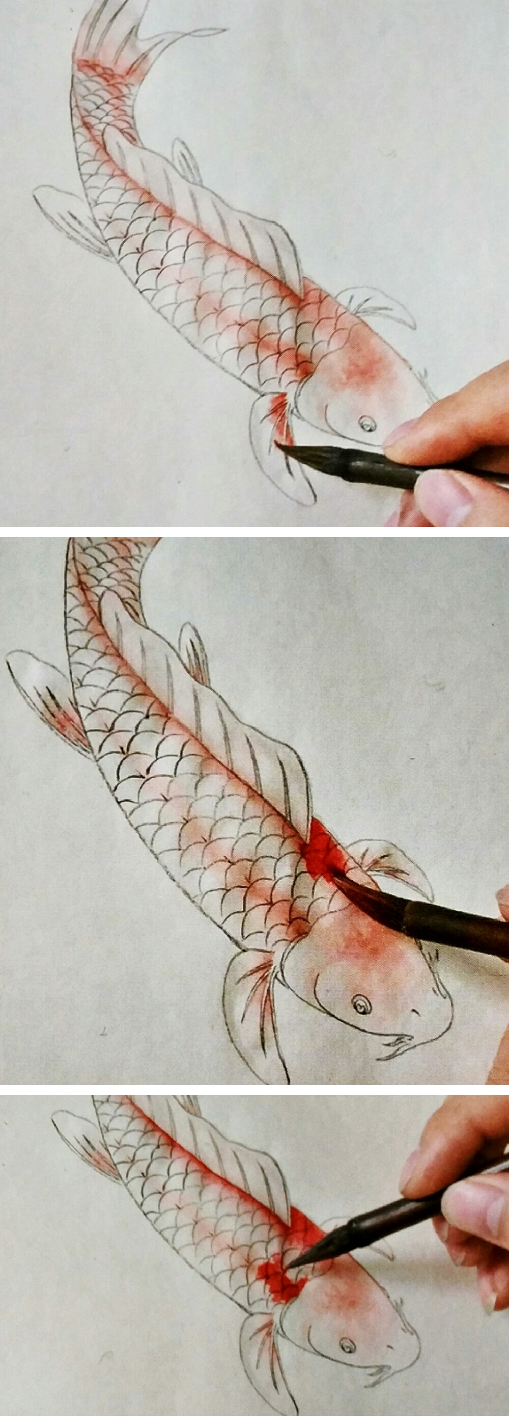 写意红鲤鱼的画法步骤图片