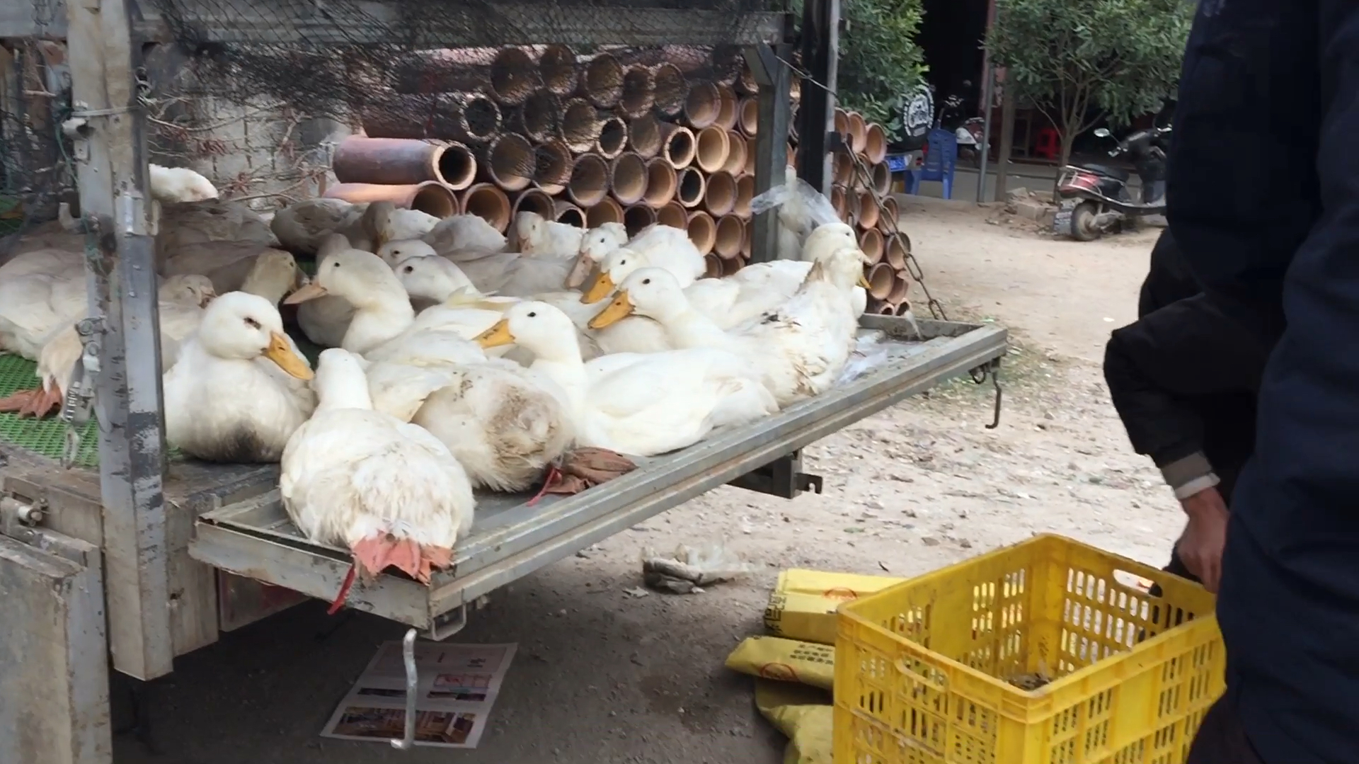 一百元4只大白鸭,你们说贵吗,老板会有钱赚吗