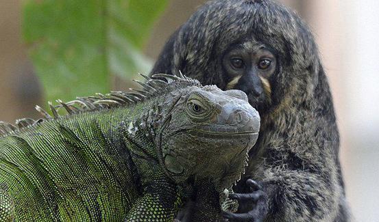 猴子长着血盆大口就冲着蜥蜴过去了,正要制止的时候出现了有爱的一幕