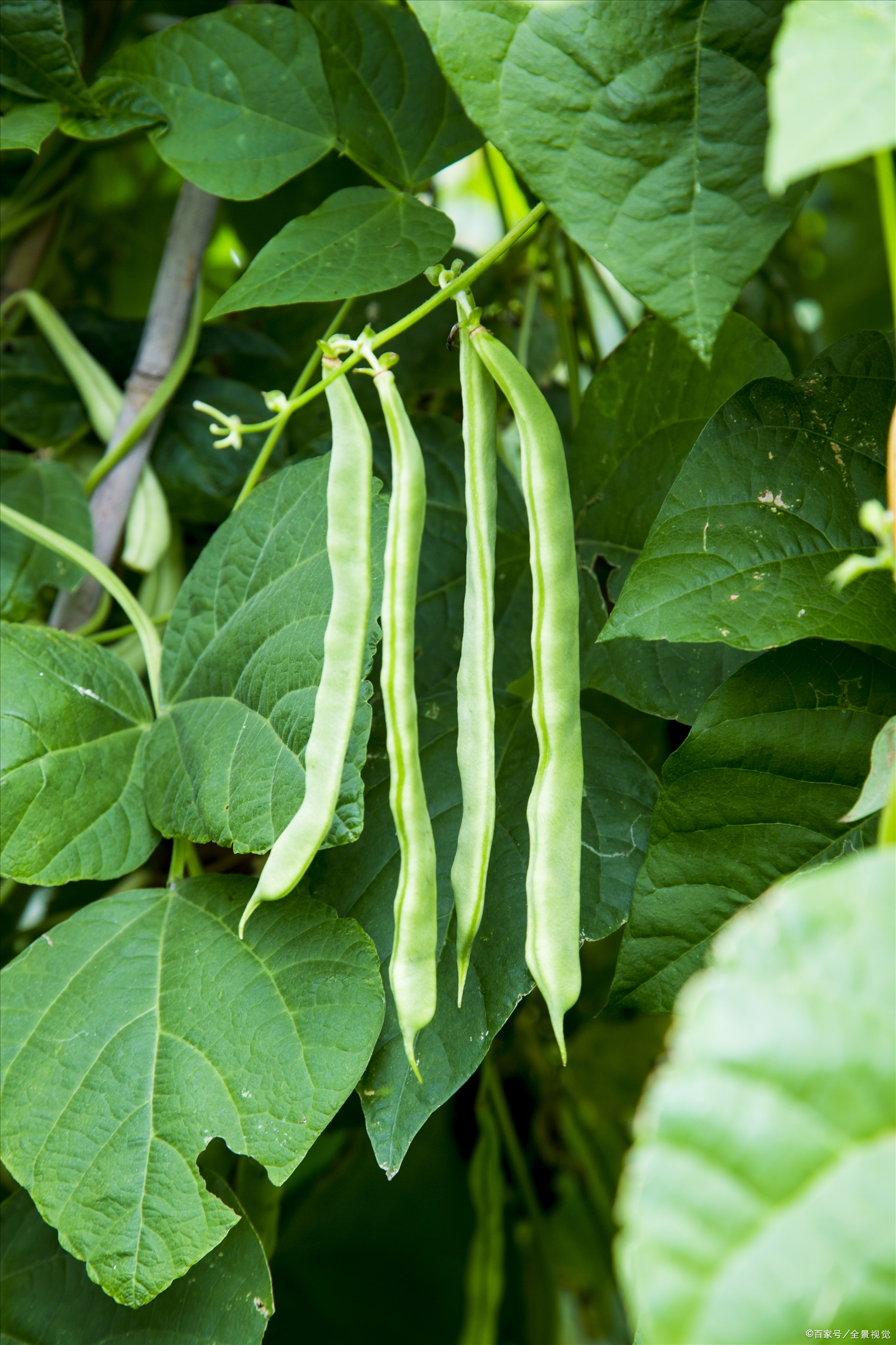 豆角产量低怎么办这六大原因及解决方法需重视