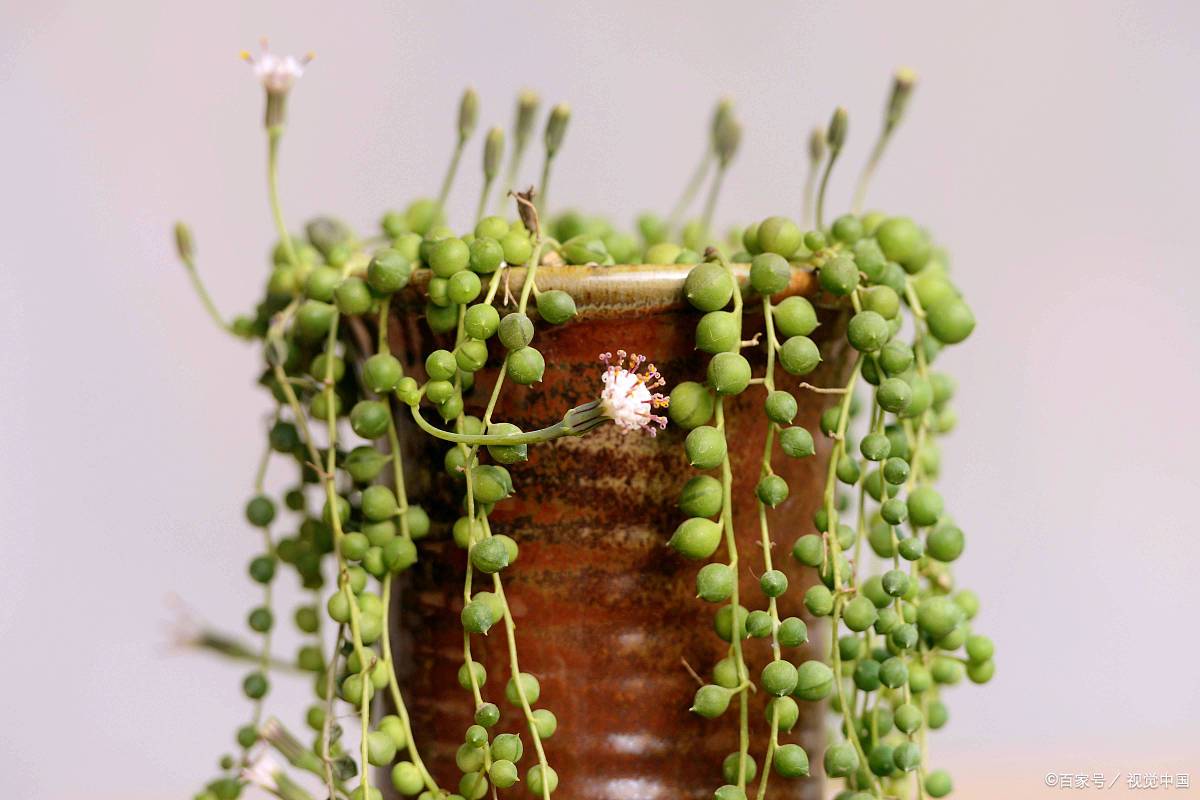 如何正确养护佛珠吊兰?这些方法你必须知道