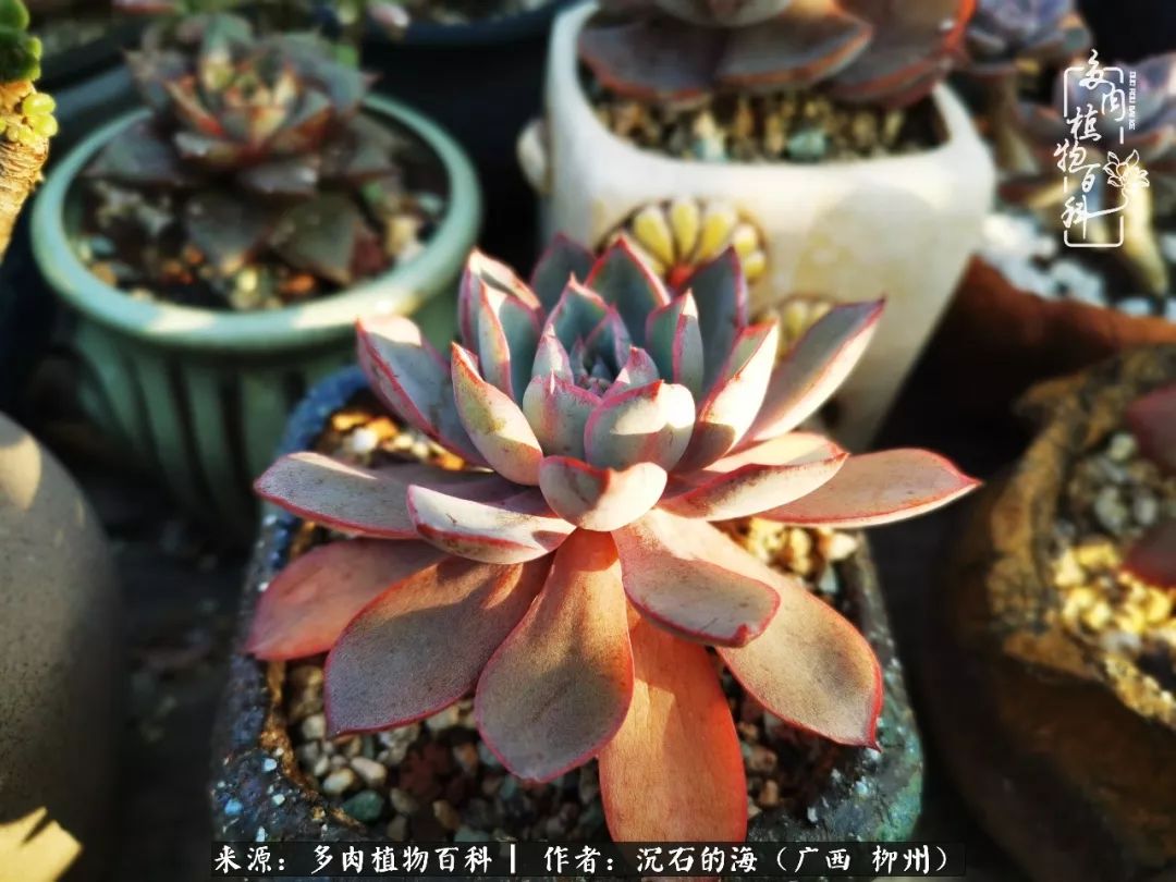 细数25种最省心最好养的多肉品种,露养家养随便养!