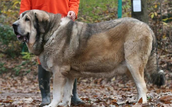 世界最古老的獒犬,各方面能力完爆藏獒,攻击力不输加纳利獒犬!