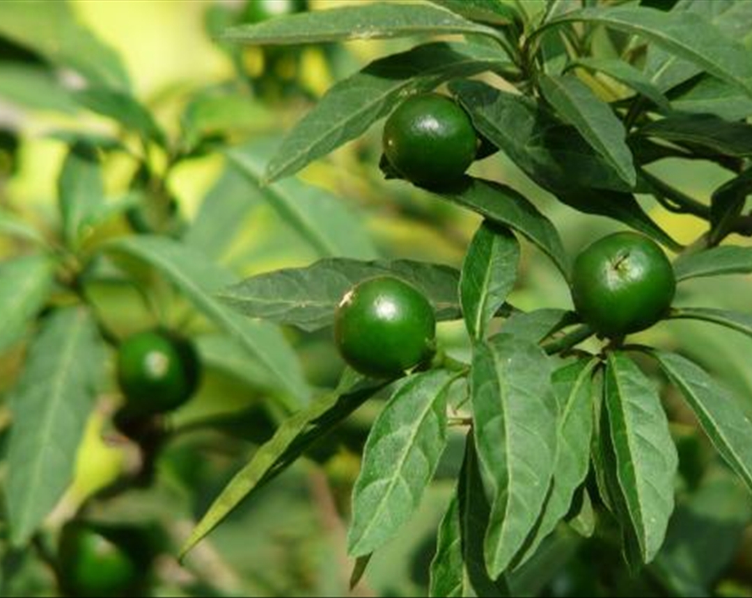 冬珊瑚的正确养殖方法,以及需要注意的事项,进来小编带你了解