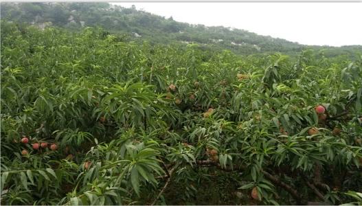 因此桃子今年还能种,还可以大面积种植,但是桃子要好看,好吃,还好运输