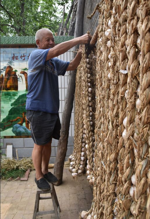 【方志安国】伍仁桥紫皮大蒜喜获丰收,看编蒜辫视频