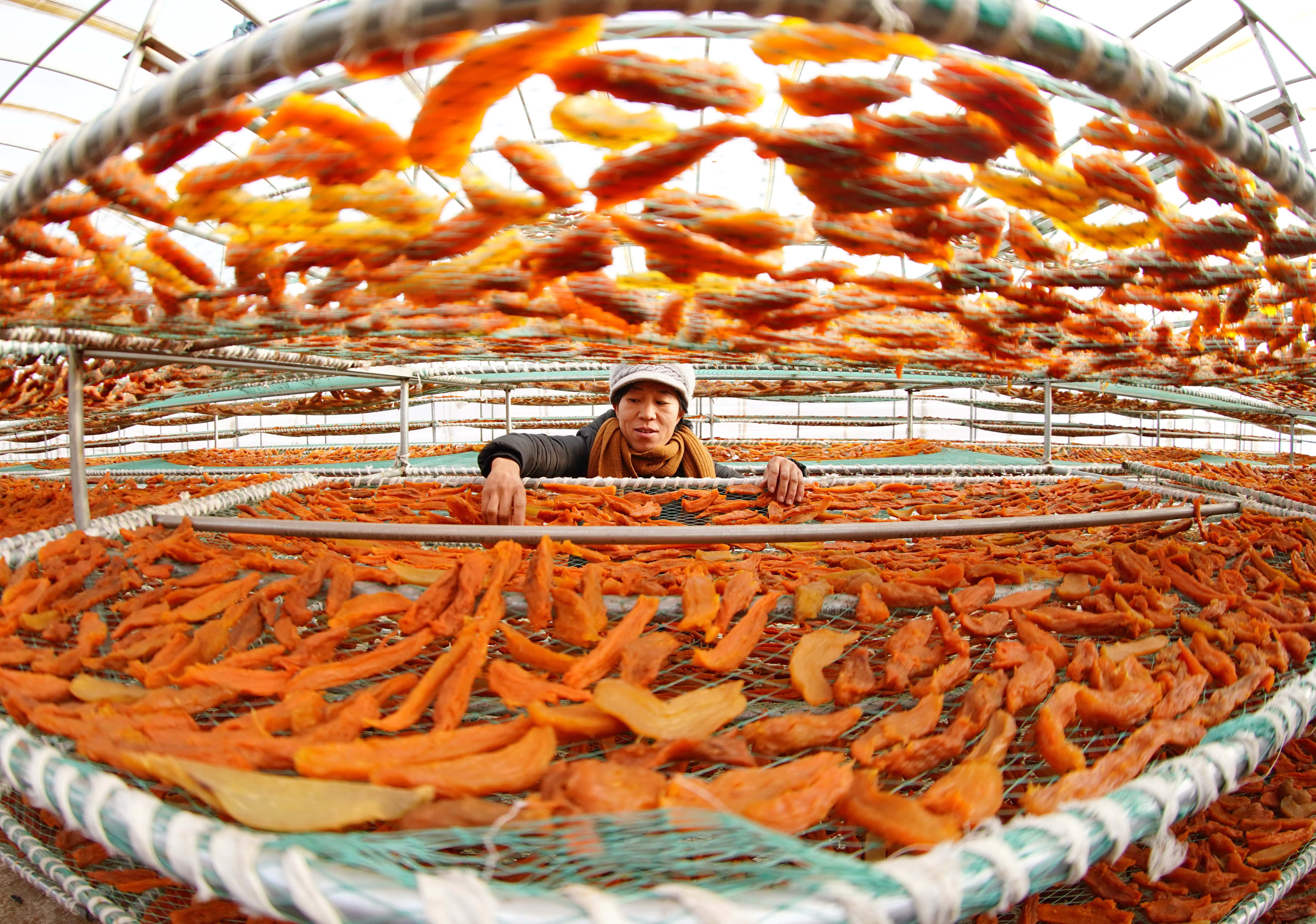 (经济)(1)河北卢龙:鲜食甘薯深加工促增收