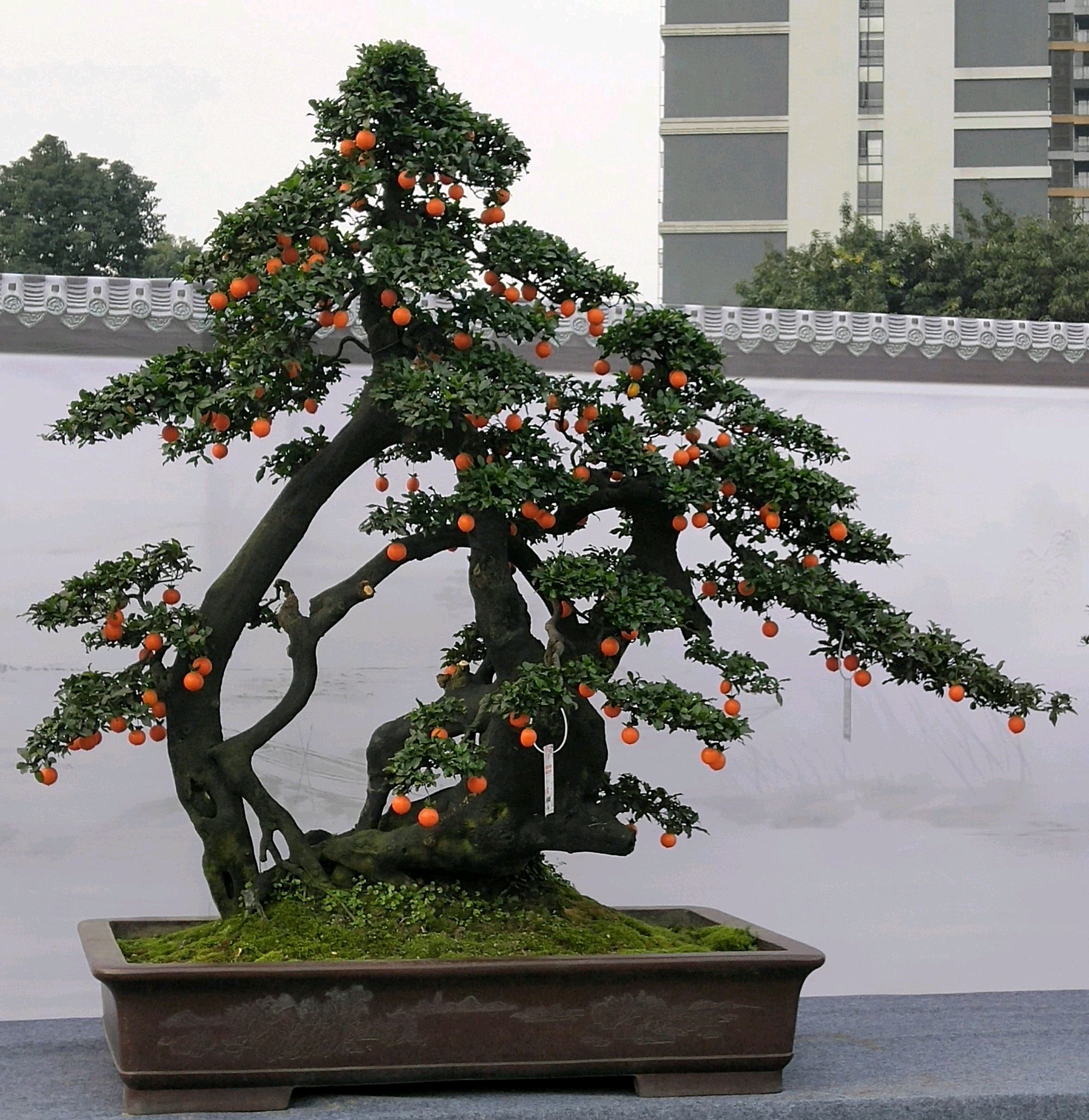 金弹子盆景开花多结果少?人工授粉打一针"它",满树都是金弹果