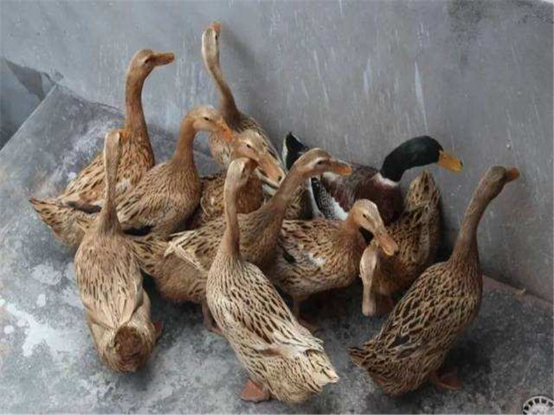 帮助建昌鸭品质成长,有什么环节要掌握?幼雏管理方法教给你