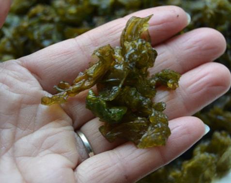 地皮菜是一种固氮蓝藻,我们见到的是有胶包裹起来的,里面是藻类弯曲