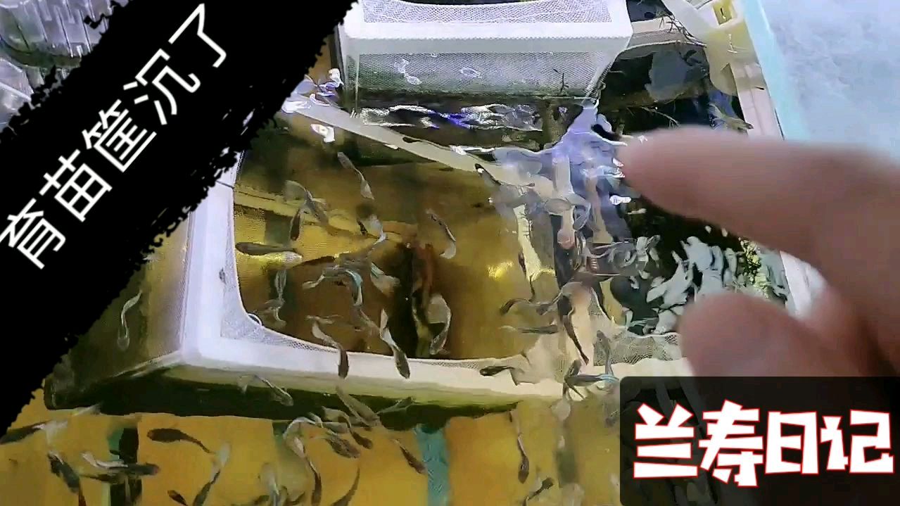 孔雀鱼的育苗筐沉了 鱼苗全跑了