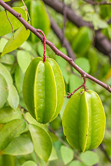 杨桃中还有很丰富的苹果酸,草酸和柠檬酸等,所以吃起来是酸酸甜甜的