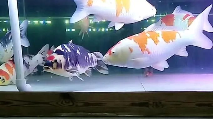 治疗孔雀鱼体内寄生虫试试这个方法 生活 生活小技巧 好看视频 治疗孔雀鱼体内寄生虫试试这个方法 生活 生活小技巧 好看视频