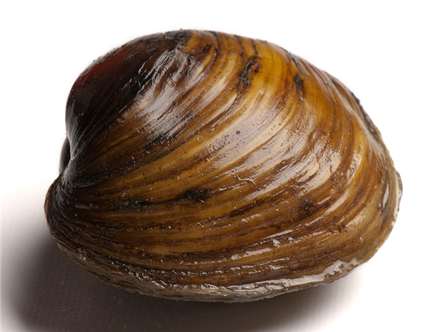 梦瑶聊三农:三农之育珠蚌的捕捞与运输,你知道多少呢