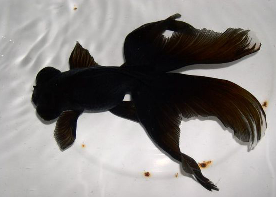 2018最受欢迎的金鱼之墨龙睛,你喜欢吗?