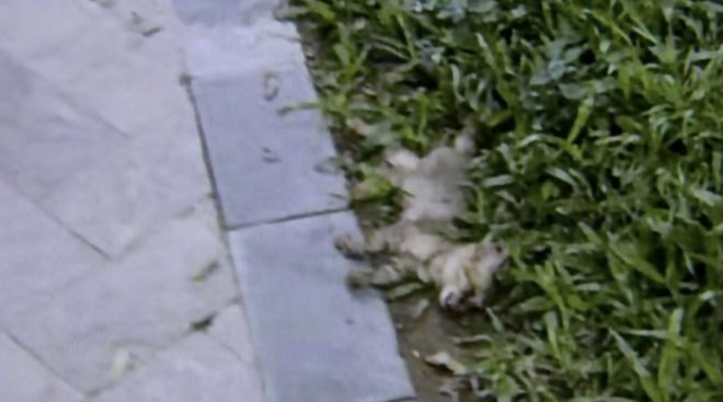 深圳一小区多只宠物疑被毒死，物业：和消杀工作无关