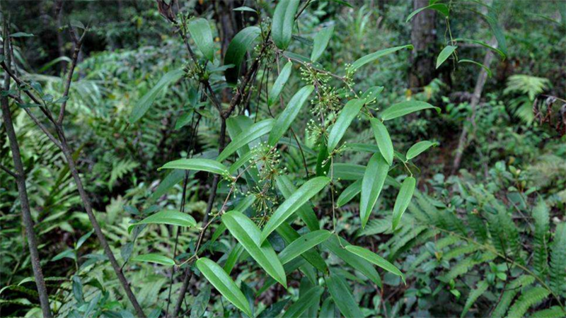 茯苓的培植技巧,看完这一篇,保你全都懂了