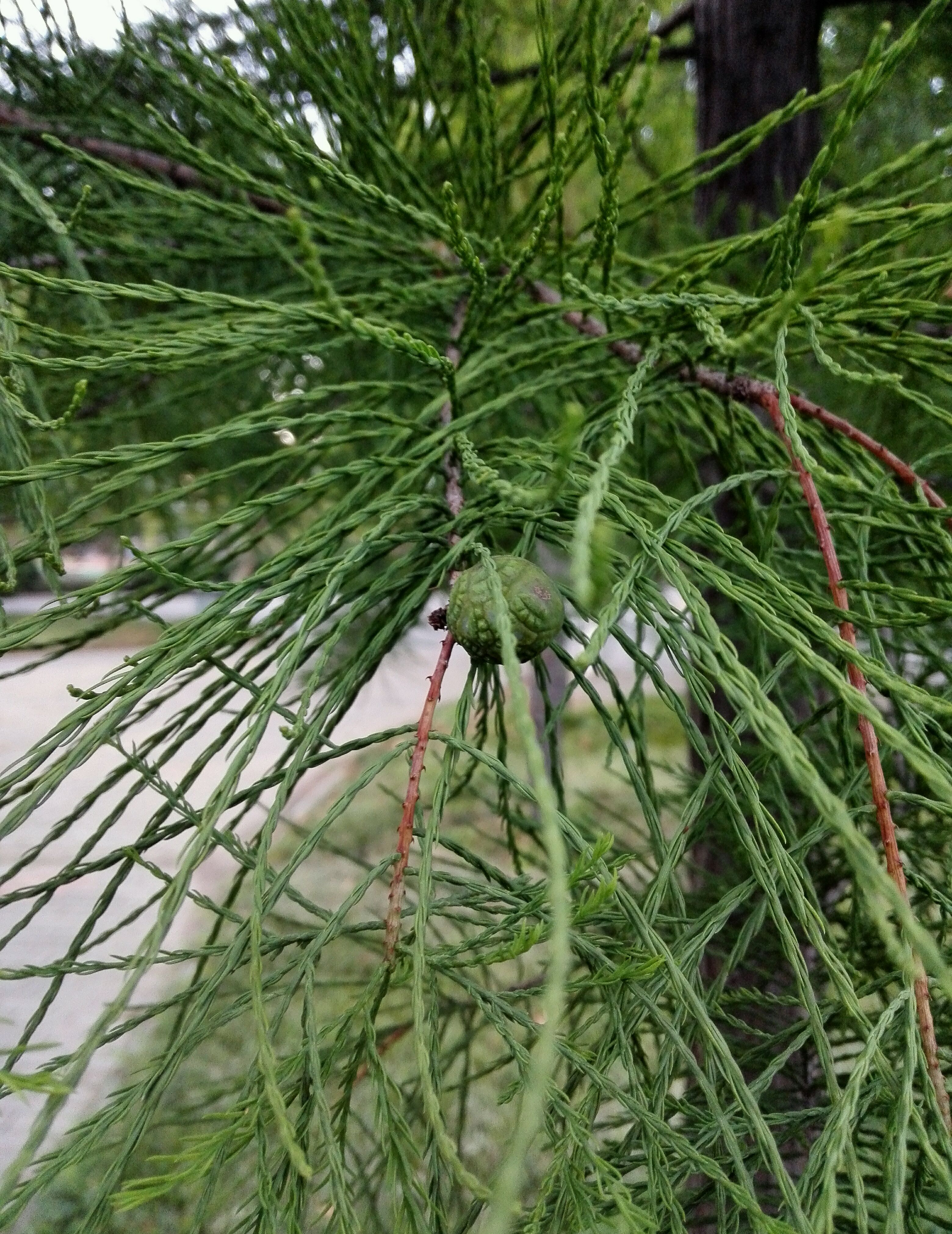 水松,您认识吗?它可是中国特有的树种呢