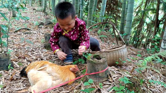 [图]故事：3岁小孩救了只被困的千年鸡王，鸡王报恩，带小孩去天上玩