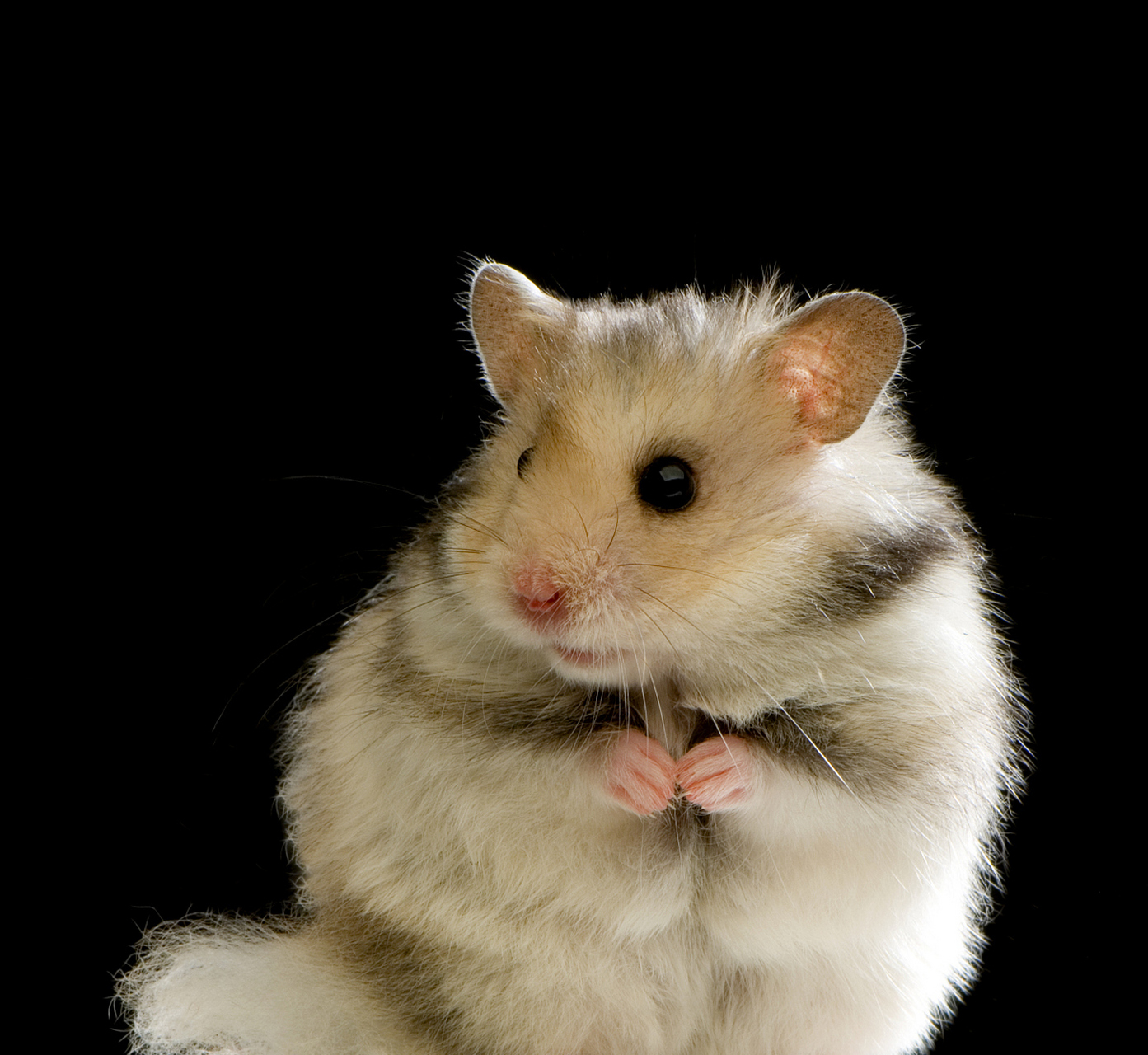 " 豆鼠子回答道:"这就说明有内涵的鼠一定要有深度!