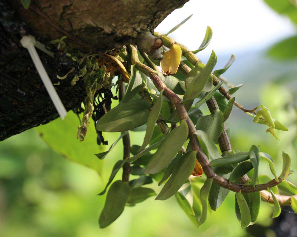 石斛出现了高位芽怎么处理,注意养护方法就可以