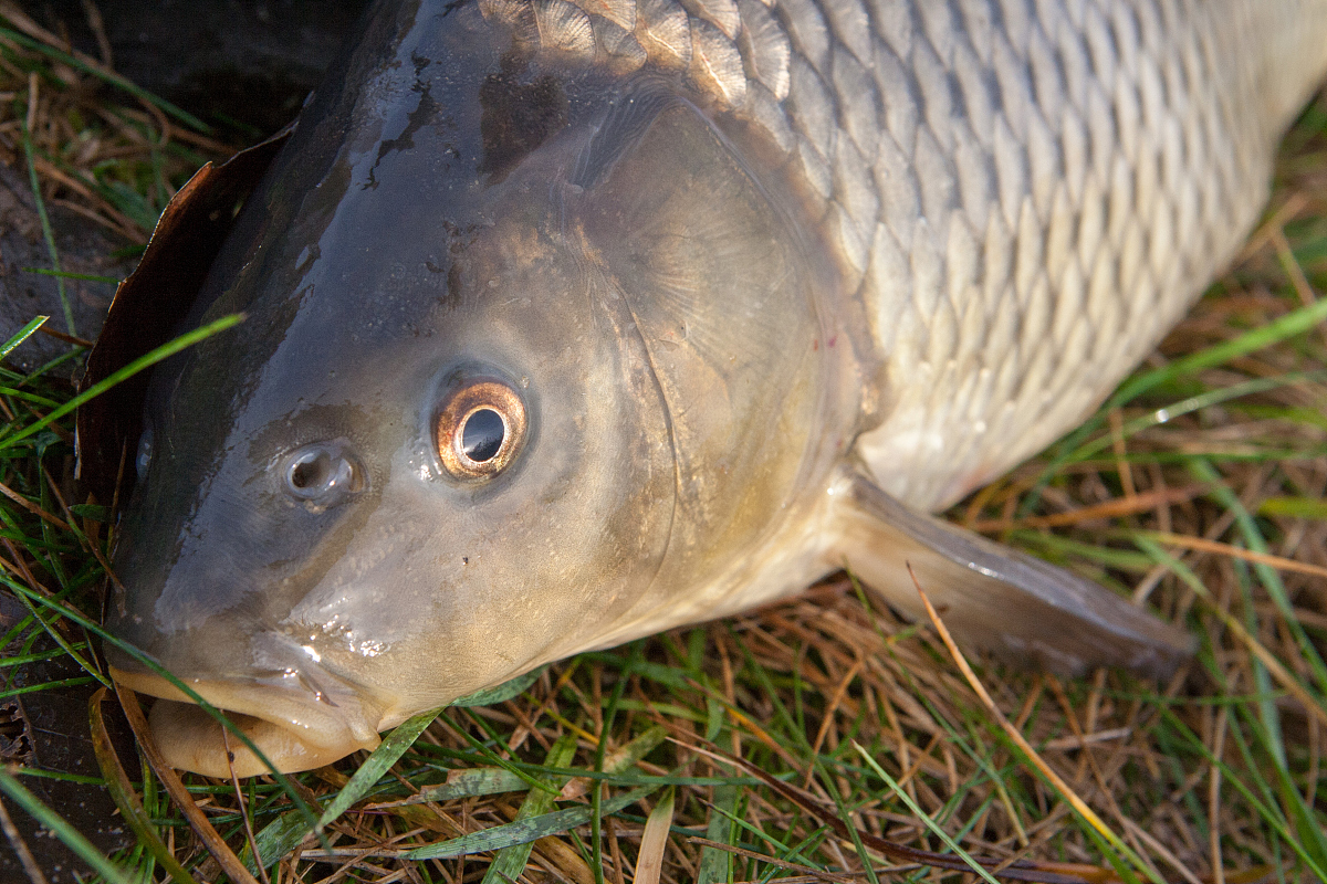 草鱼适应性较强,喜欢栖息在淡水环境,以水草,藻类等为食