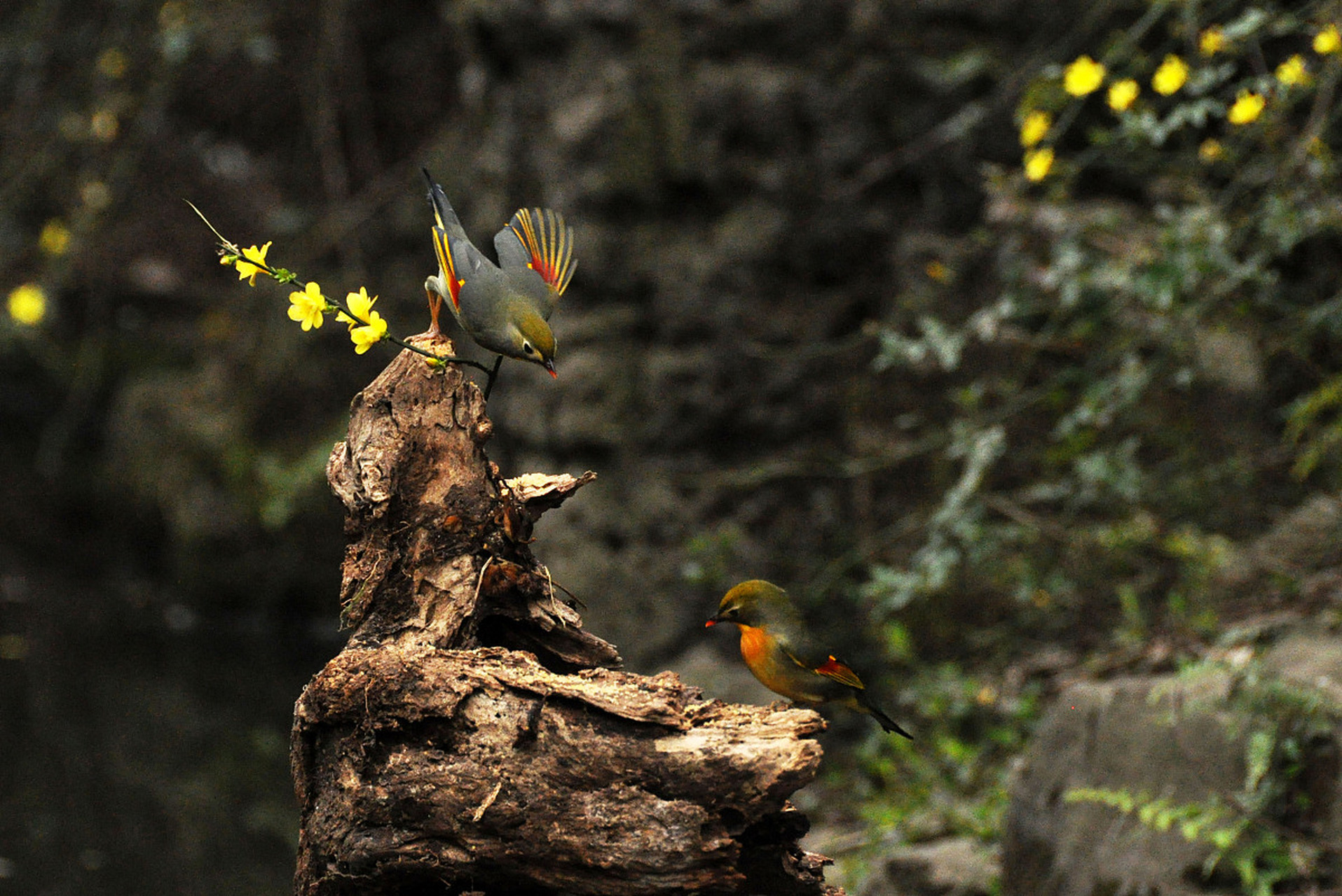 国内文旅# "  愿为晨风鸟,双飞翔北林 . " 676767