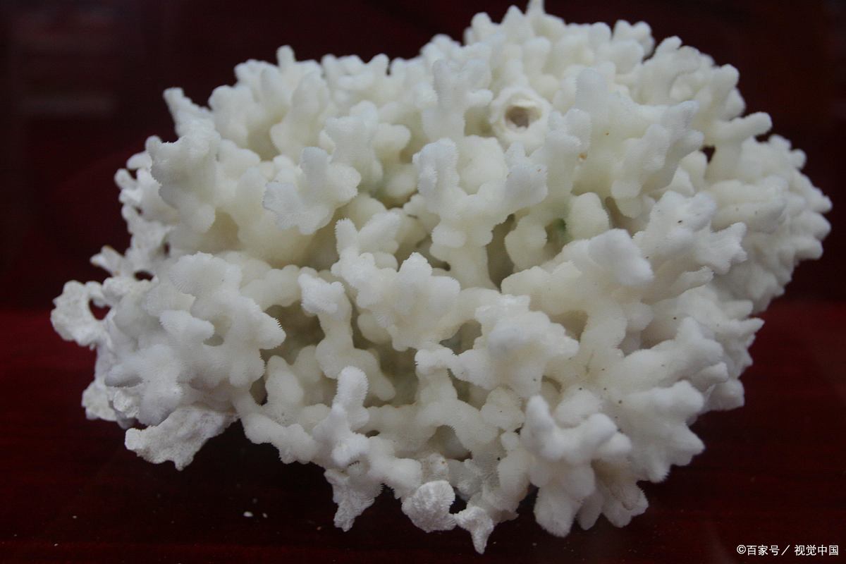 珊瑚骨:骨填充中完美的材料