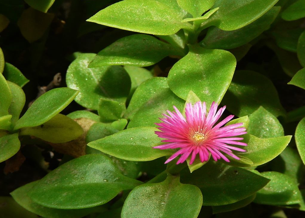 如何种好家庭版露草?既可以观赏又可以食用