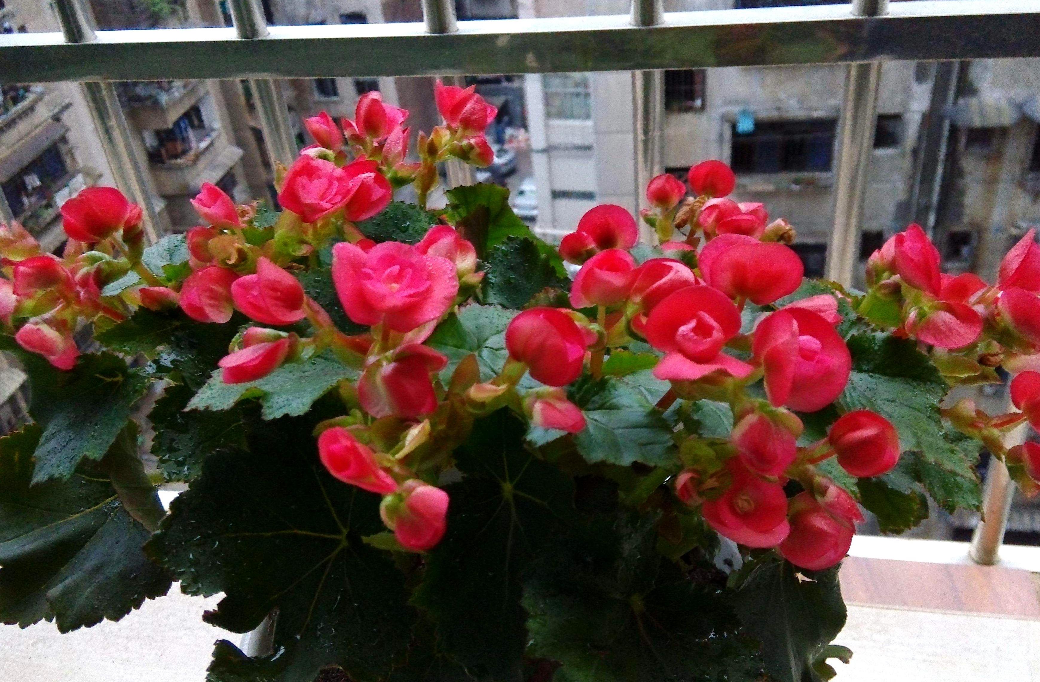 玻璃海棠枝繁叶茂,想要他常年开花,一定要这样种植