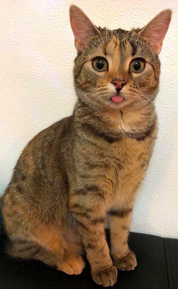 猫喜欢吐舌头,是智商低的表现?