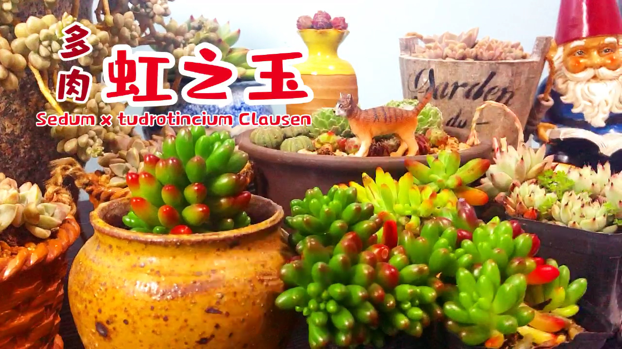 夏季都不怕晒的多肉虹之玉,反而越晒越红,如红宝石般耀眼夺目